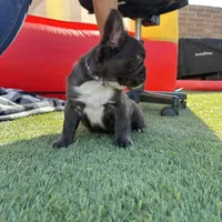 READY! AKC Fluffy Female, a female French Bulldog for sale in Sierra Vista, AZ – Photo 8 of 8