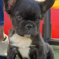 READY! AKC Fluffy Female, a female French Bulldog for sale in Sierra Vista, AZ – Photo 2 of 8