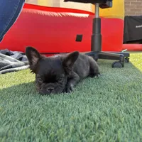 READY! AKC Fluffy Female, a female French Bulldog for sale in Sierra Vista, AZ – Photo 7 of 8