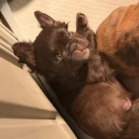 READY! AKC Fluffy Female, a female French Bulldog for sale in Sierra Vista, AZ – Photo 5 of 8