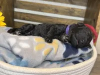 AKC- Violet- Black Female, a female Poodle - Standard  for sale in Sierra Vista, AZ – Photo 10 of 10