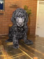 AKC- Violet- Black Female, a female Poodle - Standard  for sale in Sierra Vista, AZ – Photo 4 of 10