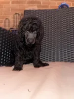 AKC- Violet- Black Female, a female Poodle - Standard  for sale in Sierra Vista, AZ – Photo 5 of 10