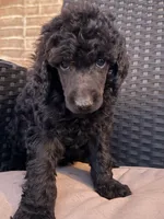 AKC- Violet- Black Female, a female Poodle - Standard  for sale in Sierra Vista, AZ – Photo 6 of 10
