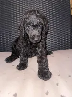 AKC- Violet- Black Female, a female Poodle - Standard  for sale in Sierra Vista, AZ – Photo 2 of 10