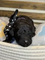 AKC- Violet- Black Female, a female Poodle - Standard  for sale in Sierra Vista, AZ – Photo 9 of 10