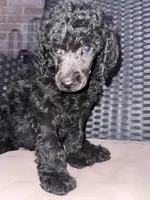 AKC- Violet- Black Female, a female Poodle - Standard  for sale in Sierra Vista, AZ – Photo 1 of 10