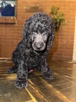 AKC- Violet- Black Female, a female Poodle - Standard  for sale in Sierra Vista, AZ – Photo 3 of 10