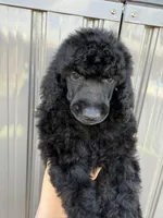 AKC- Smokey- Black Male, a male Poodle - Standard  for sale in Sierra Vista, AZ – Photo 3 of 10