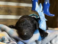 AKC- Smokey- Black Male, a male Poodle - Standard  for sale in Sierra Vista, AZ – Photo 10 of 10