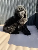 AKC- Smokey- Black Male, a male Poodle - Standard  for sale in Sierra Vista, AZ – Photo 2 of 10
