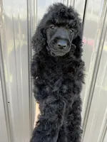 AKC- Smokey- Black Male, a male Poodle - Standard  for sale in Sierra Vista, AZ – Photo 4 of 10