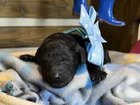 AKC- Smokey- Black Male, a male Poodle - Standard  for sale in Sierra Vista, AZ – Photo 9 of 10