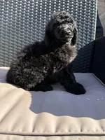 AKC- Smokey- Black Male, a male Poodle - Standard  for sale in Sierra Vista, AZ – Photo 5 of 10