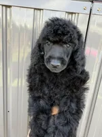 AKC- Smokey- Black Male, a male Poodle - Standard  for sale in Sierra Vista, AZ – Photo 6 of 10