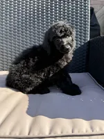 AKC- Smokey- Black Male, a male Poodle - Standard  for sale in Sierra Vista, AZ – Photo 8 of 10