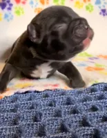 Naveen, a male French Bulldog for sale in Sierra Vista, AZ – 2 of 4