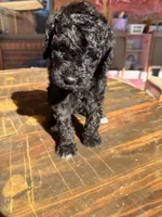 AKC FEMALE, a female Poodle - Standard  for sale in Sierra Vista, AZ – Photo 3 of 5