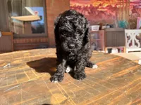 AKC FEMALE, a female Poodle - Standard  for sale in Sierra Vista, AZ – Photo 2 of 5