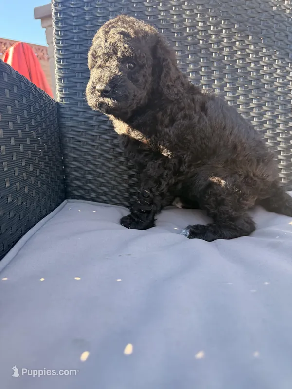AKC FEMALE, a female Poodle - Standard  for sale in Sierra Vista, AZ – Photo 1 of 5