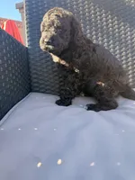 AKC FEMALE, a female Poodle - Standard  for sale in Sierra Vista, AZ – Photo 1 of 5