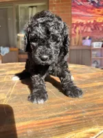 AKC FEMALE, a female Poodle - Standard  for sale in Sierra Vista, AZ – Photo 5 of 5
