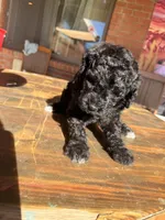 AKC FEMALE, a female Poodle - Standard  for sale in Sierra Vista, AZ – Photo 4 of 5