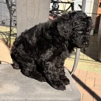 Ready NOW! AKC FEMALE, a female Poodle - Standard  for sale in Sierra Vista, AZ – Photo 4 of 5