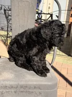 AKC FEMALE, a female Poodle - Standard  for sale in Sierra Vista, AZ – Photo 4 of 5