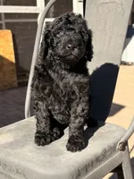 AKC FEMALE, a female Poodle - Standard  for sale in Sierra Vista, AZ – Photo 2 of 5