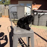 Ready NOW! AKC FEMALE, a female Poodle - Standard  for sale in Sierra Vista, AZ – Photo 5 of 5