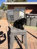 AKC FEMALE, a female Poodle - Standard  for sale in Sierra Vista, AZ – Photo 5 of 5