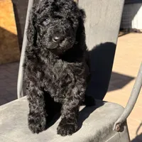 Ready NOW! AKC FEMALE, a female Poodle - Standard  for sale in Sierra Vista, AZ – Photo 1 of 5