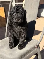 AKC FEMALE, a female Poodle - Standard  for sale in Sierra Vista, AZ – Photo 1 of 5