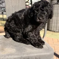 Ready NOW! AKC FEMALE, a female Poodle - Standard  for sale in Sierra Vista, AZ – Photo 3 of 5