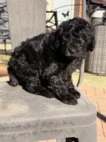 AKC FEMALE, a female Poodle - Standard  for sale in Sierra Vista, AZ – Photo 3 of 5