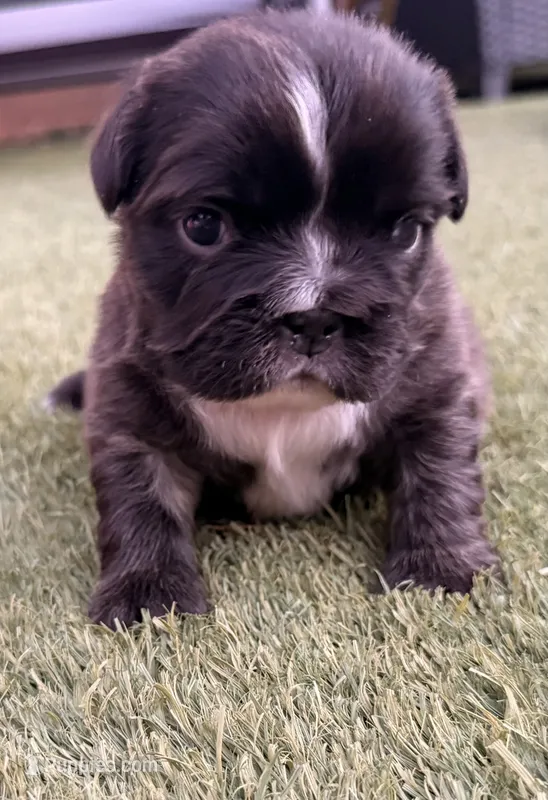 Tiana – French Bulldog puppy for sale in Sierra Vista, AZ