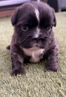 AKC-Tiana, a female French Bulldog for sale in Sierra Vista, AZ – 2 of 8