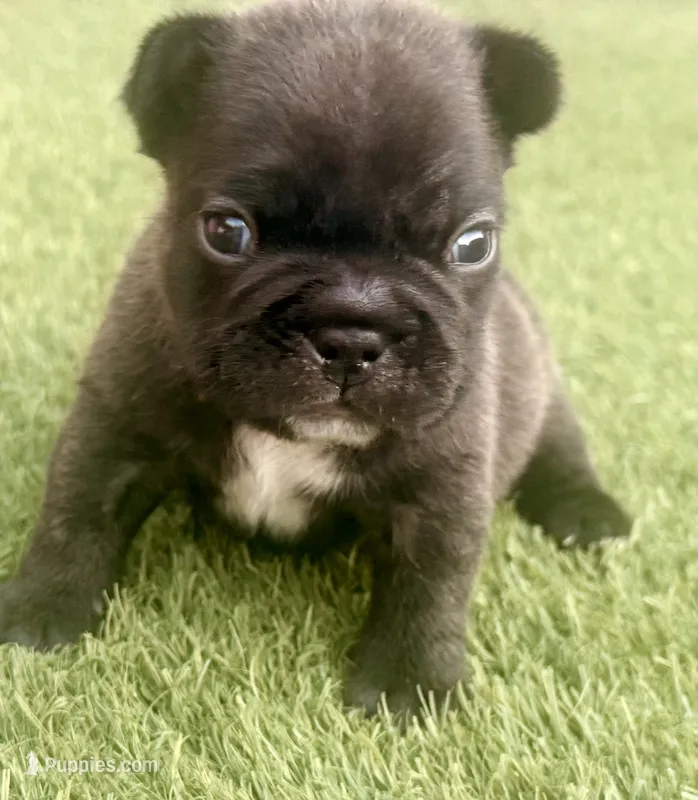 Naveen – French Bulldog puppy for sale in Sierra Vista, AZ
