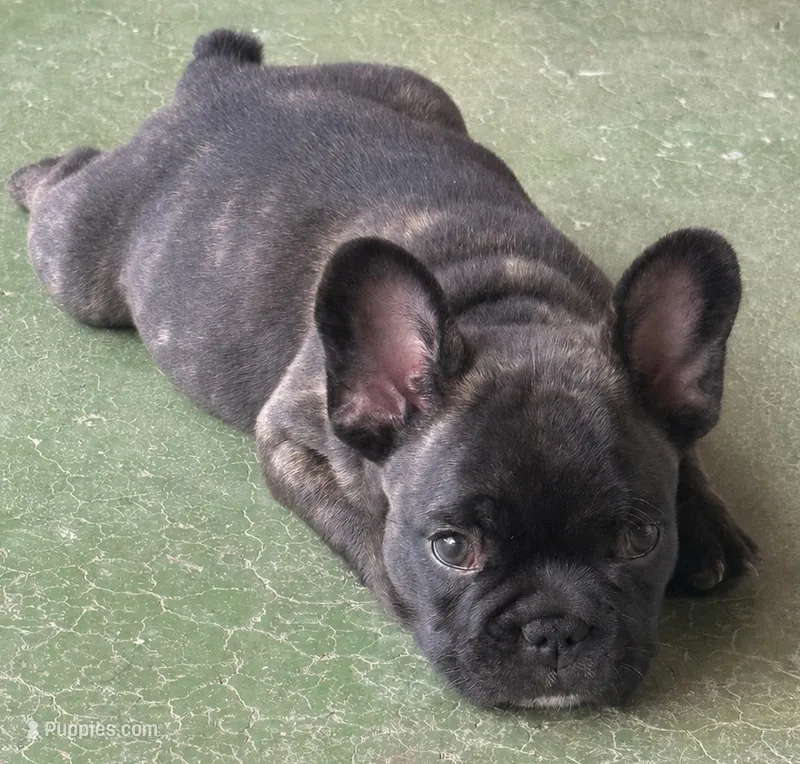 Ready now! AKC- Naveen – French Bulldog puppy on hold in Sierra Vista, AZ