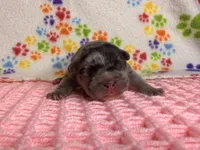 Belle, a female French Bulldog for sale in Sierra Vista, AZ – 7 of 7