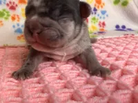 Belle, a female French Bulldog for sale in Sierra Vista, AZ – 3 of 7