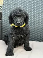 AKC- Goldie- Black Female, a female Poodle - Standard  for sale in Sierra Vista, AZ – Photo 3 of 10