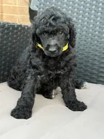 AKC- Goldie- Black Female, a female Poodle - Standard  for sale in Sierra Vista, AZ – Photo 1 of 10