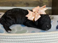 AKC- Goldie- Black Female, a female Poodle - Standard  for sale in Sierra Vista, AZ – Photo 9 of 10