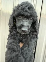 AKC- Goldie- Black Female, a female Poodle - Standard  for sale in Sierra Vista, AZ – Photo 4 of 10