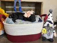 AKC- Goldie- Black Female, a female Poodle - Standard  for sale in Sierra Vista, AZ – Photo 8 of 10