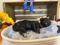 AKC- Goldie- Black Female, a female Poodle - Standard  for sale in Sierra Vista, AZ – Photo 10 of 10