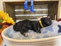 AKC- Goldie- Black Female, a female Poodle - Standard  for sale in Sierra Vista, AZ – Photo 7 of 10