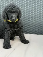AKC- Goldie- Black Female, a female Poodle - Standard  for sale in Sierra Vista, AZ – Photo 6 of 10